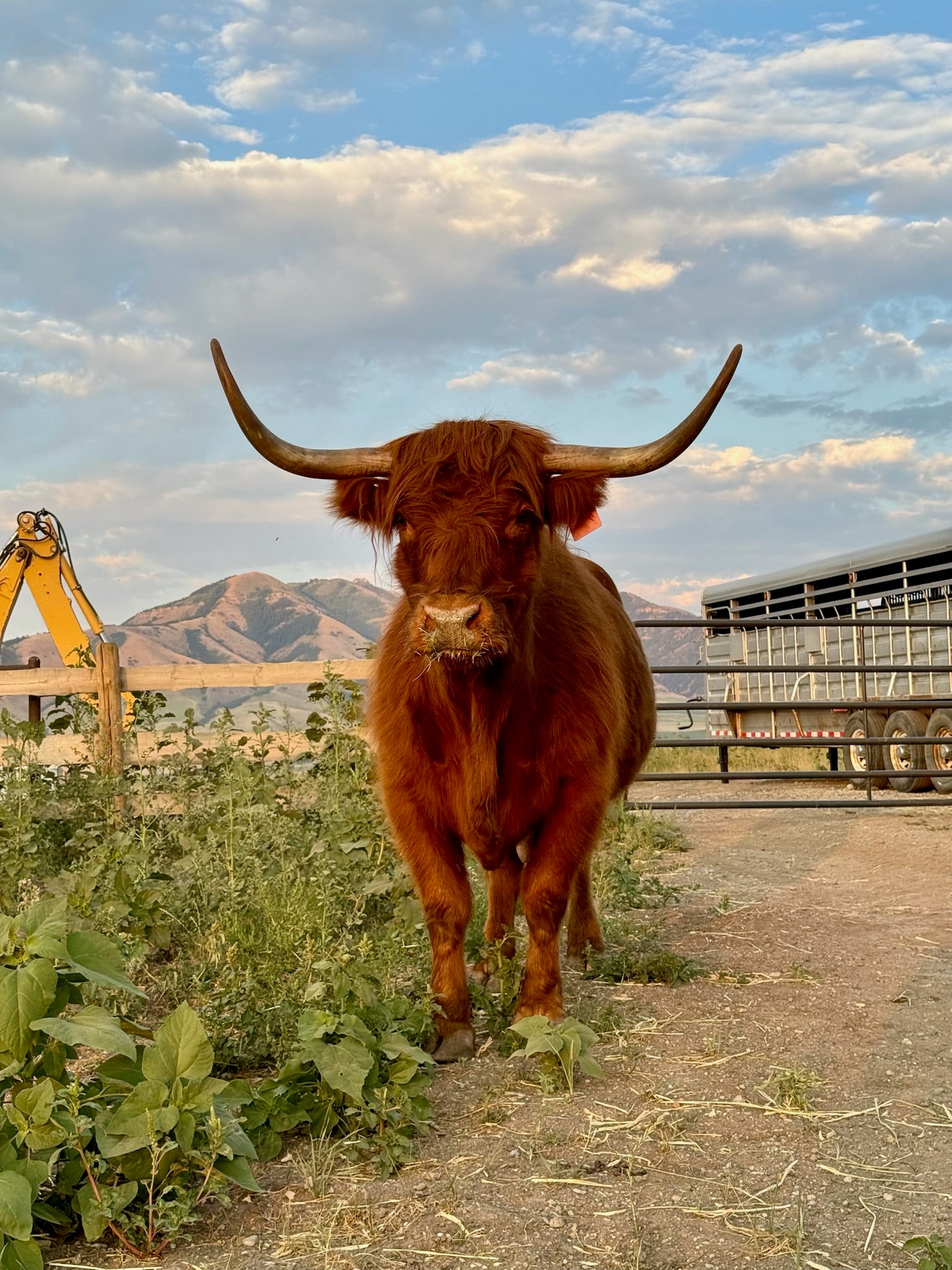 Scarlet (9 yr old AHCA Cow)