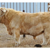 Hagge Highland Cassidy x LSR Orion (Heifer Sexed)