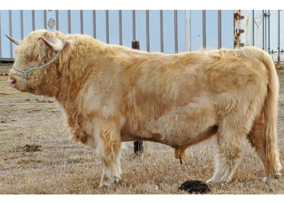 Hagge Highland Cassidy x LSR Orion (Heifer Sexed)