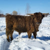 RSO Starlight x KHH Rustic Ridge Renegade (Heifer Sexed)