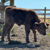 GHF Sundance (AHCA Dun Heifer)