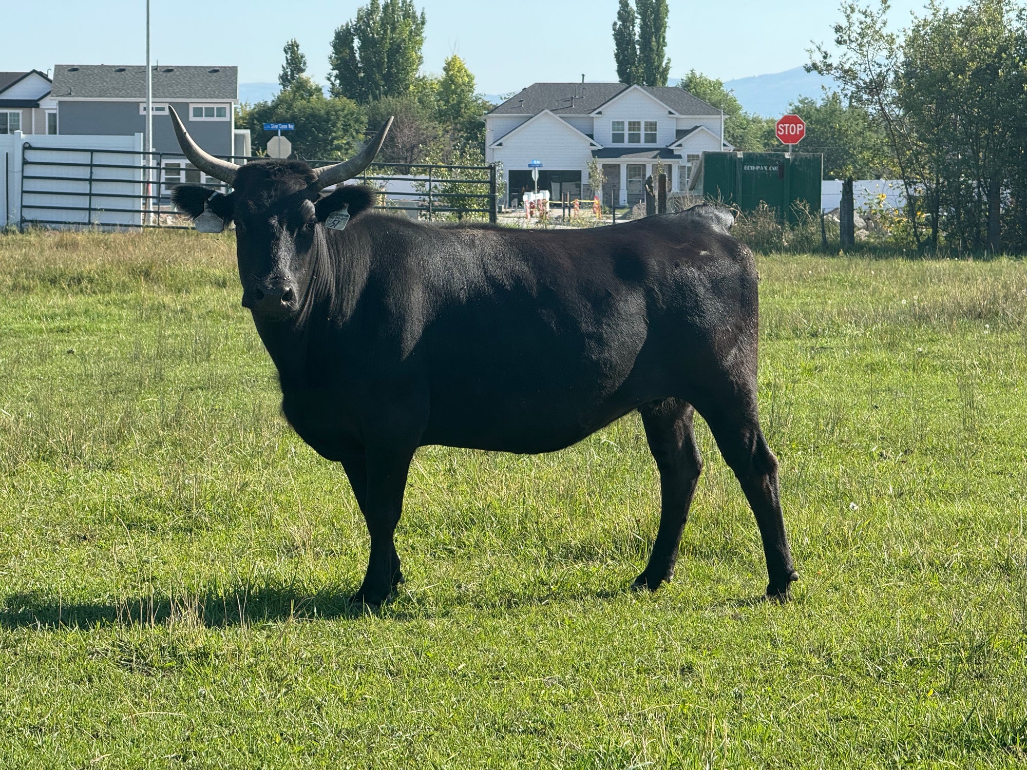 57 Pregnant Recip Cow-AHCA Heifer Sexed Embryo (CBS Royal X LSR Orion)