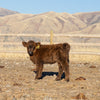 CBS Royal x KHH Rustic Ridge Renegade (Heifer Sexed)