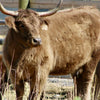 Albee's Abel x HVC Cowboy Cut - Heifer Sexed