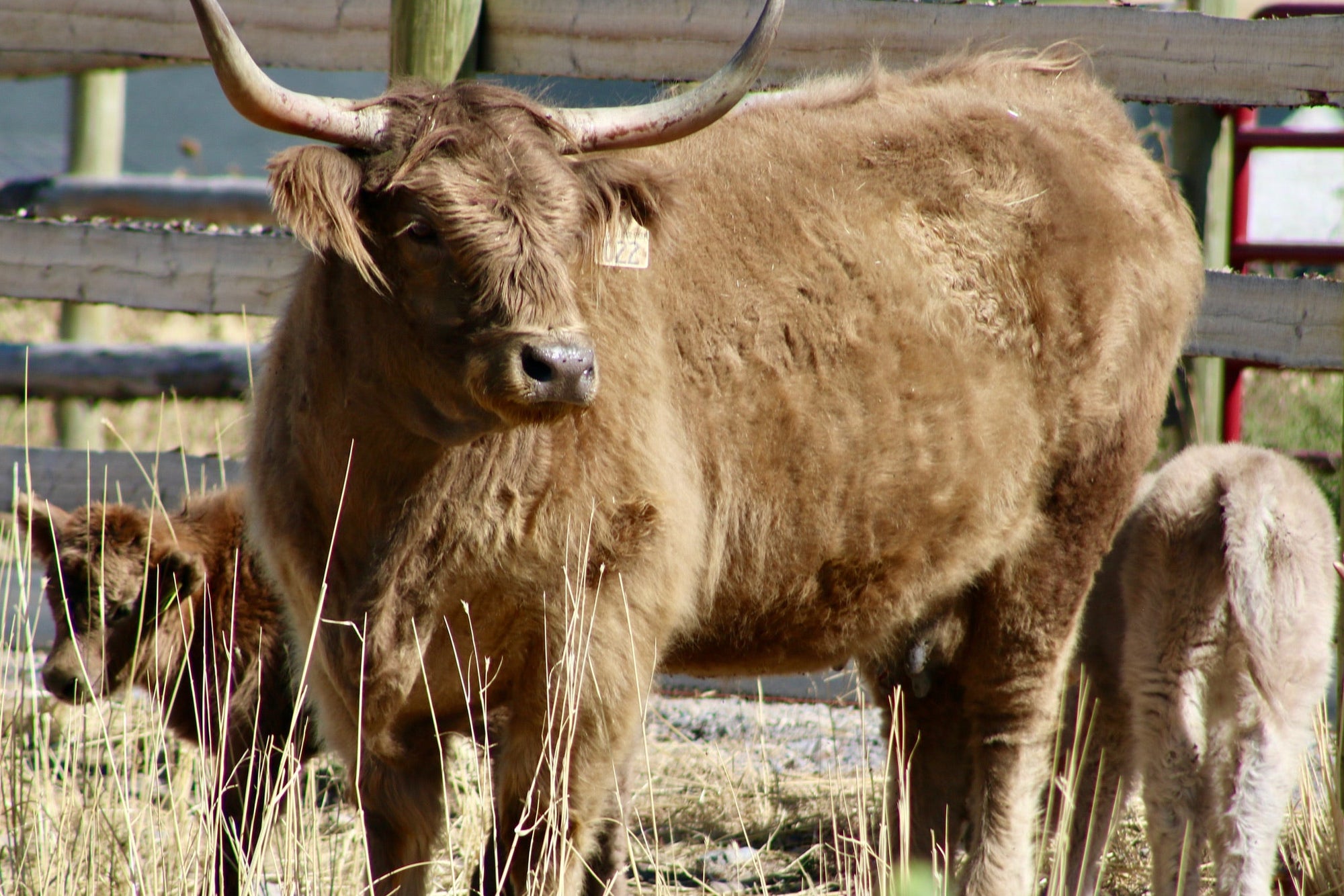 Albee's Abel x HVC Cowboy Cut - Heifer Sexed