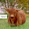 Albee's Abel x HVC Cowboy Cut - Heifer Sexed