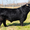 Hagges Highland Frosty x Howling Springs Barron the Bull - Heifer Sexed