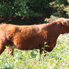 CBS Royal x KHH Rustic Ridge Renegade (Heifer Sexed)