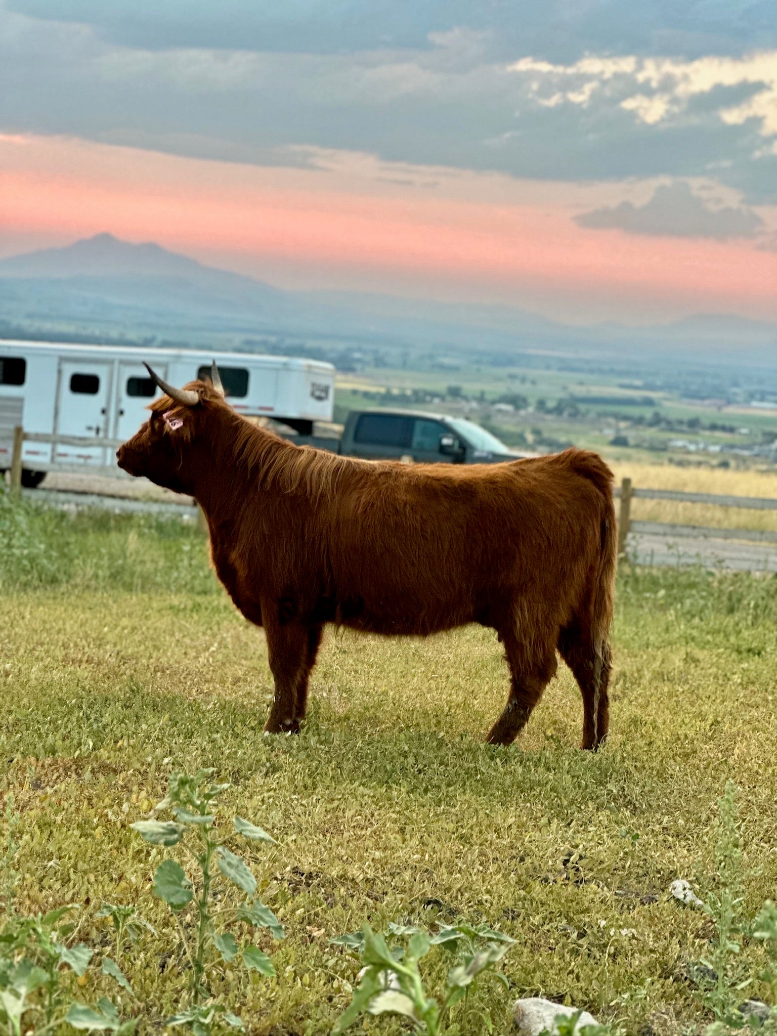 Merida (2 year old Pregnant AHCA Cow)