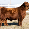 Honey Creek Roxanne x CBS Red Alert - Heifer Sexed
