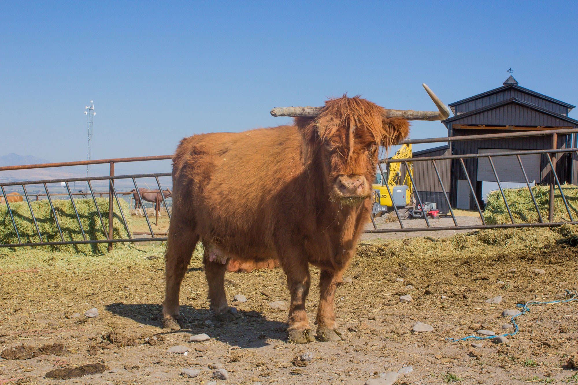 Candy (18 yr old Pregnant AHCA Cow)