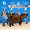 HVC Cowboy Cut - Limited Heifer Sexed and Conventional