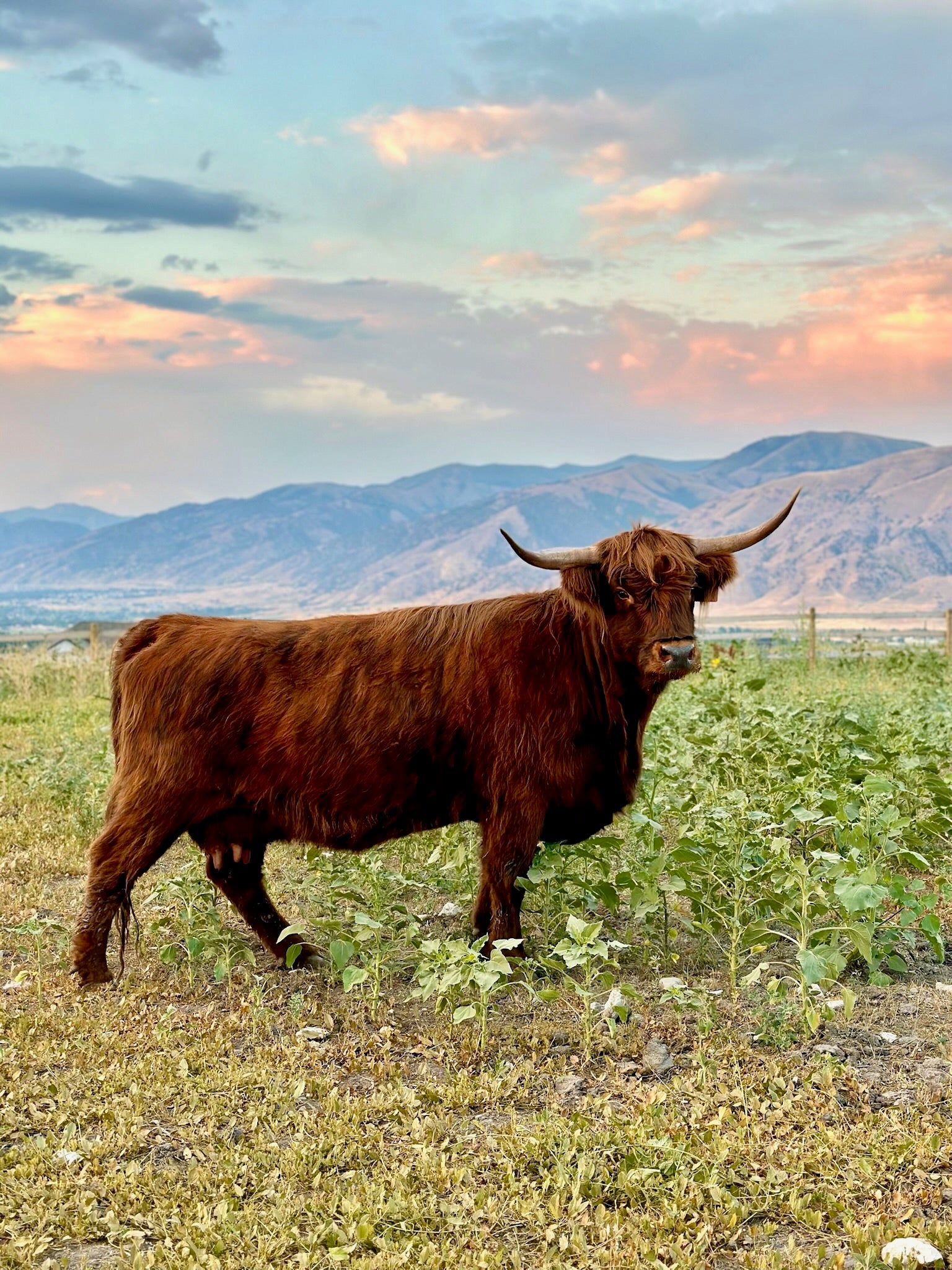 Betty Sue (4 yr old Pregnant AHCA Cow)