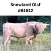 AlBee's Abel x Snowland Olaf (conventional)