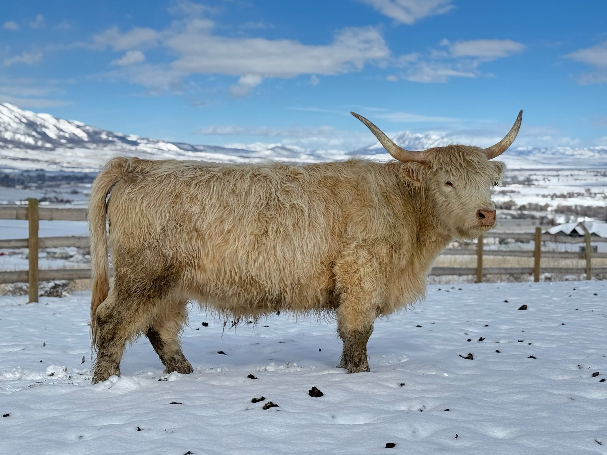 Hagges Highland Frosty x GHF Cup of Joe - Heifer Sexed