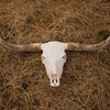 Authentic Highland Cattle Skull