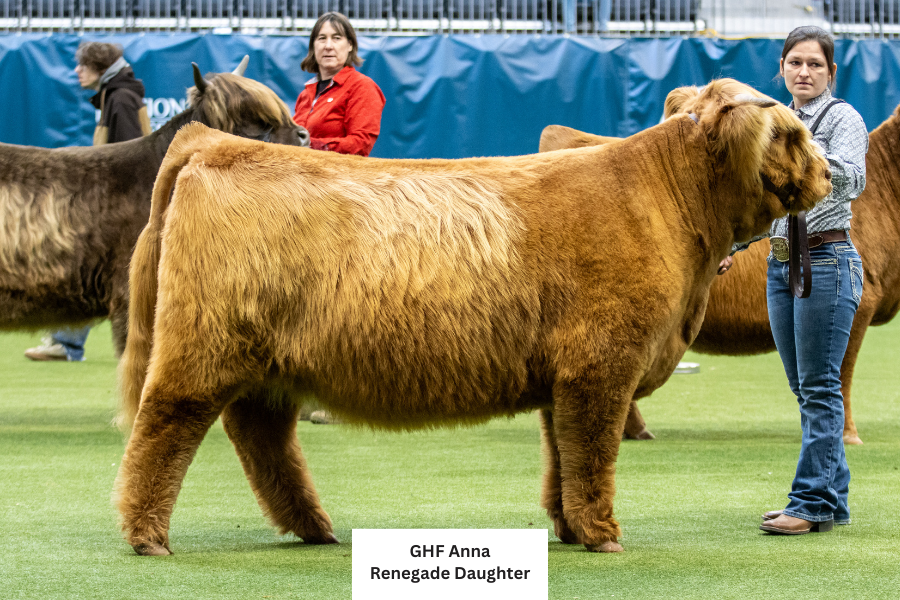 KHH Rustic Ridge Renegade (Heifer Sexed $125 & Conventional $55)