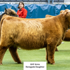 CBS Royal x Howling Springs Barron the Bull - Heifer Sexed