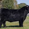 GHF Roullette x Trafalgar Maddox - Heifer Sexed