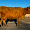 Hagge Highland Cassidy x Snowland Olaf (conventional)