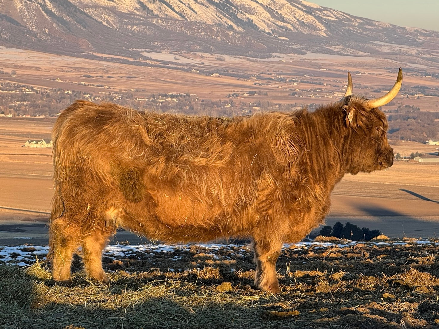 FTH Isabella x Rolling Oaks Tamatoa - Heifer Sexed