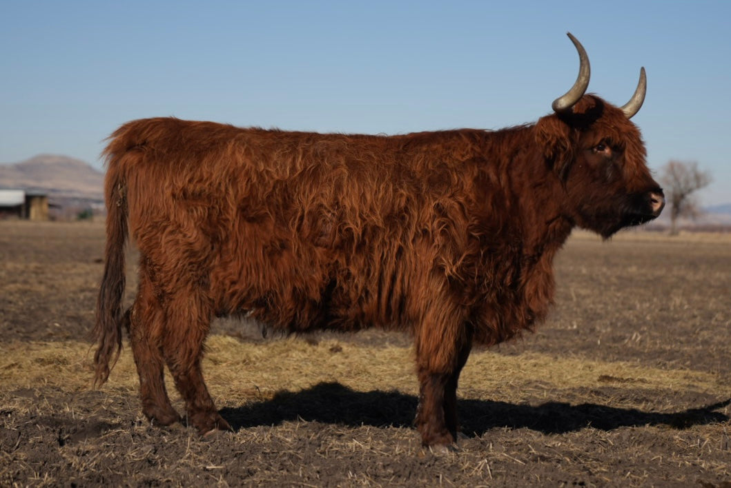 STR Elgin Lass x CBS Red Alert - Heifer Sexed