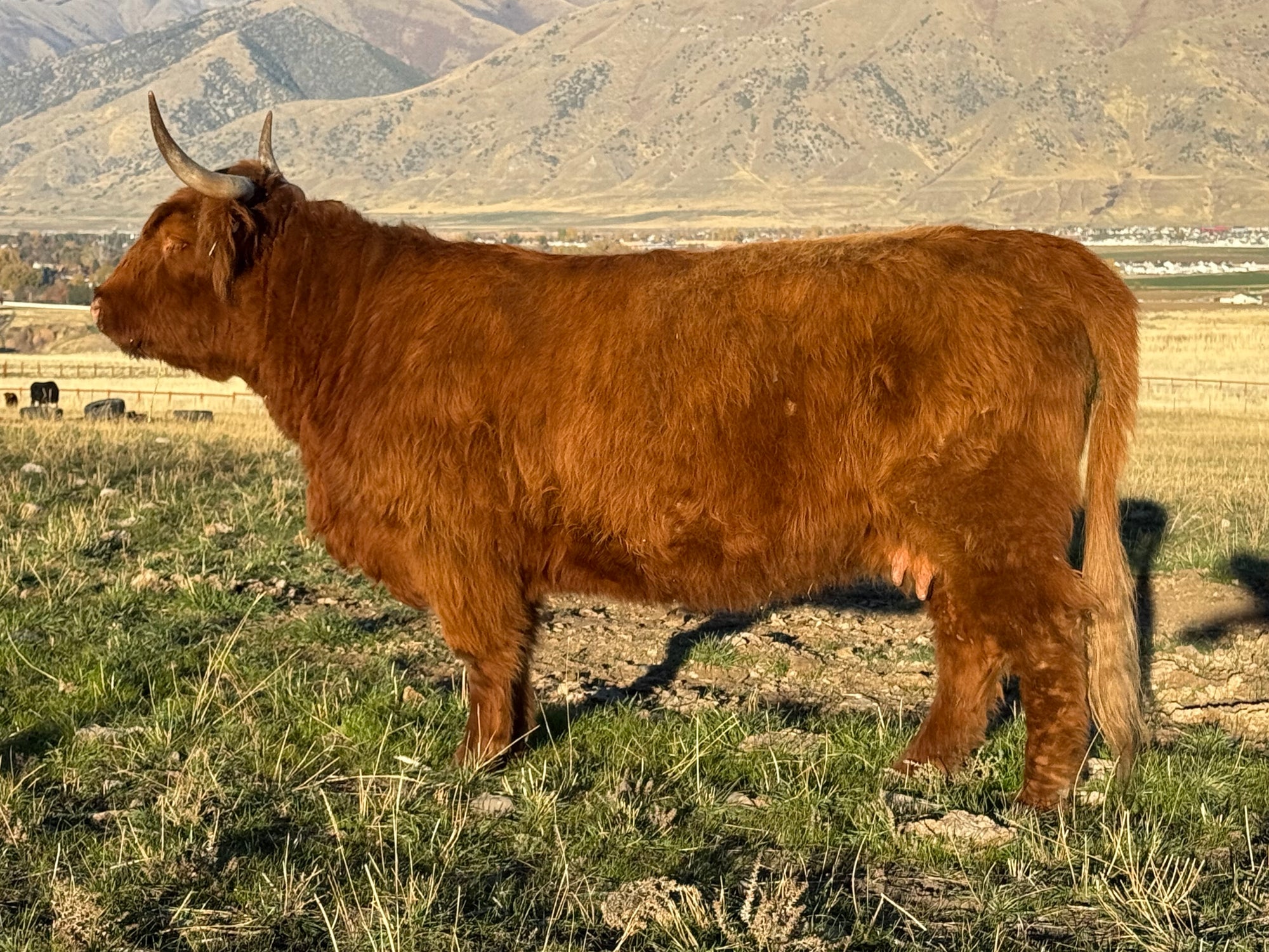 FSH Lisa Marie x CBS Red Alert - Heifer Sexed