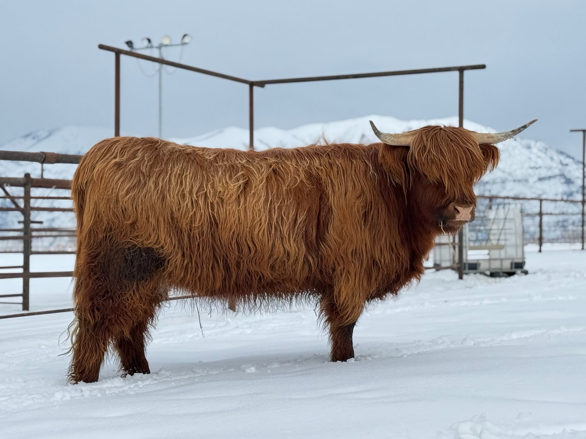 Trafalgar Millie x Holy Cross Black Jack - Heifer Sexed
