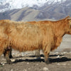 D2C2's Oona x Trafalgar Nobleman - Heifer Sexed