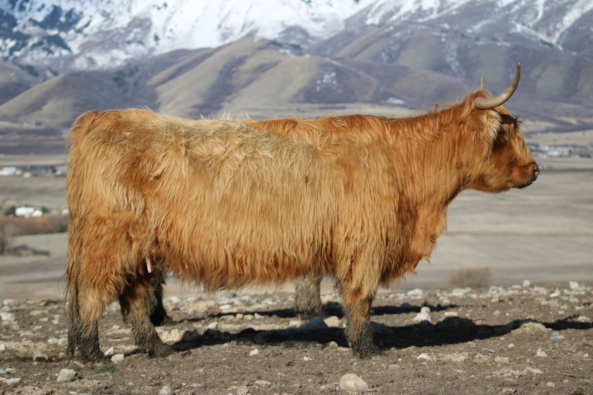 D2C2's Oona x Trafalgar Nobleman - Heifer Sexed