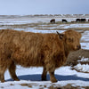 D2C2's Oona x Trafalgar Nobleman - Heifer Sexed