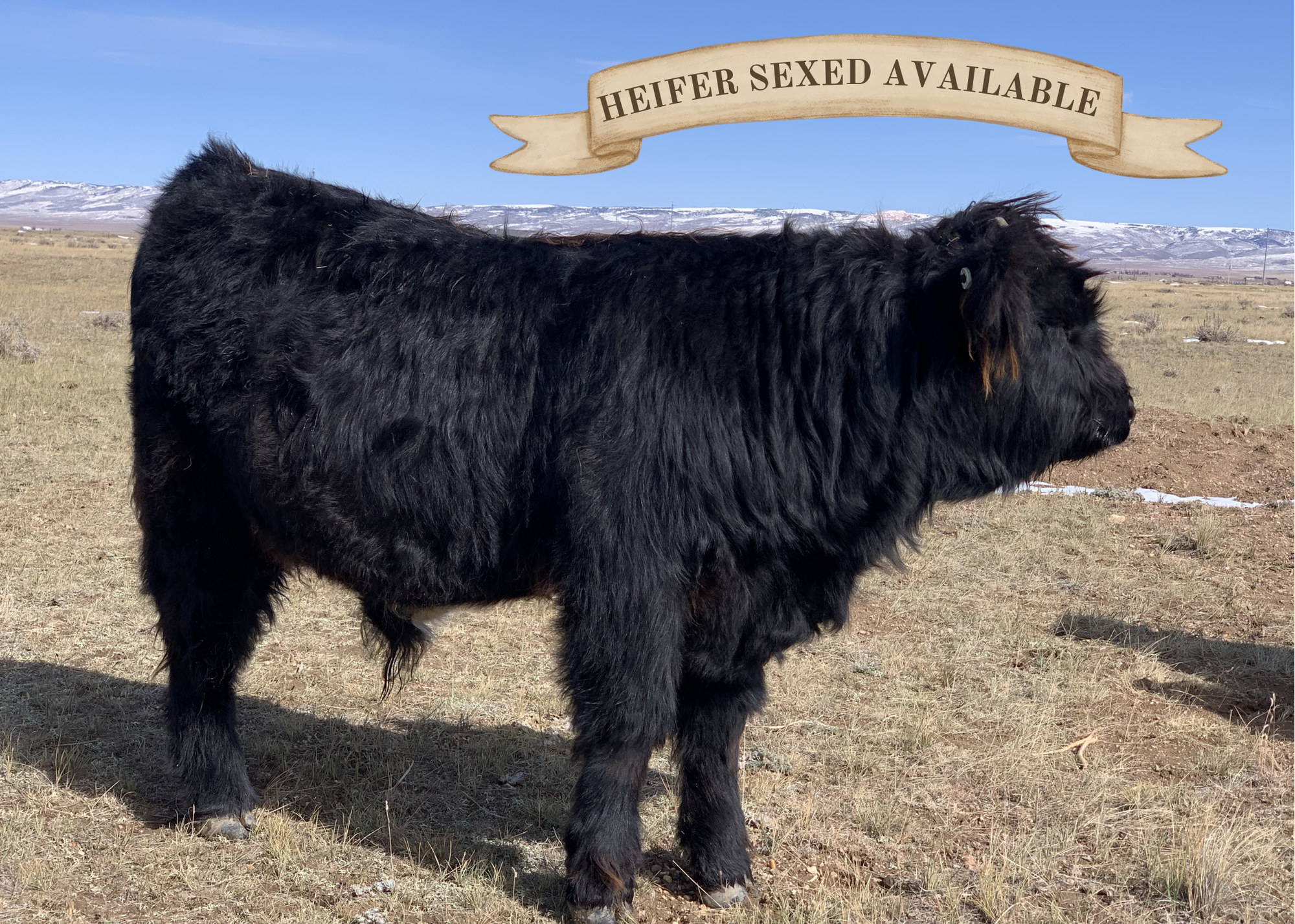 Trinity's Outrageous (Heifer Sexed)