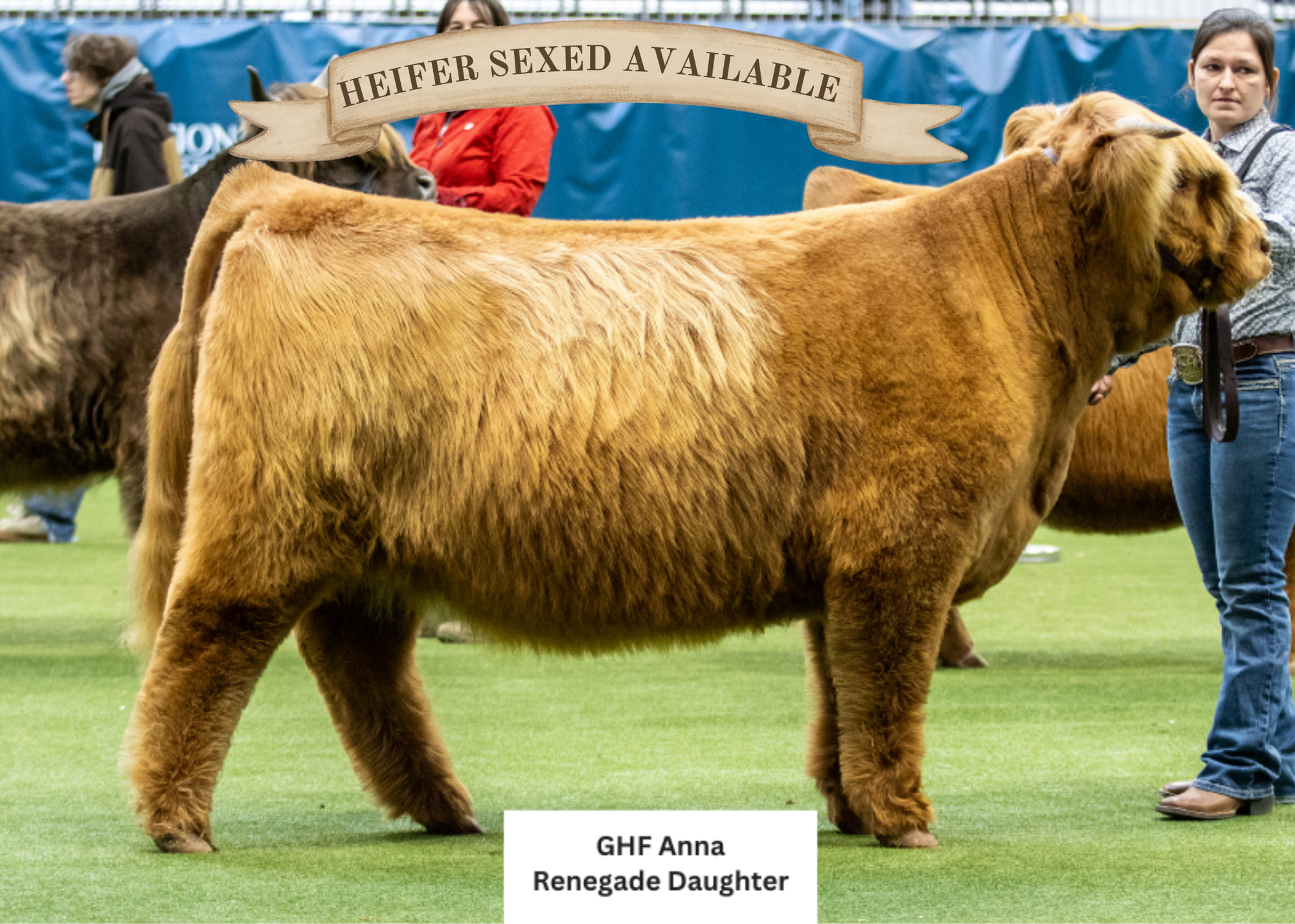 KHH Rustic Ridge Renegade (Heifer Sexed & Conventional)