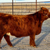 GHF Roullette x Trafalgar Maddox - Heifer Sexed