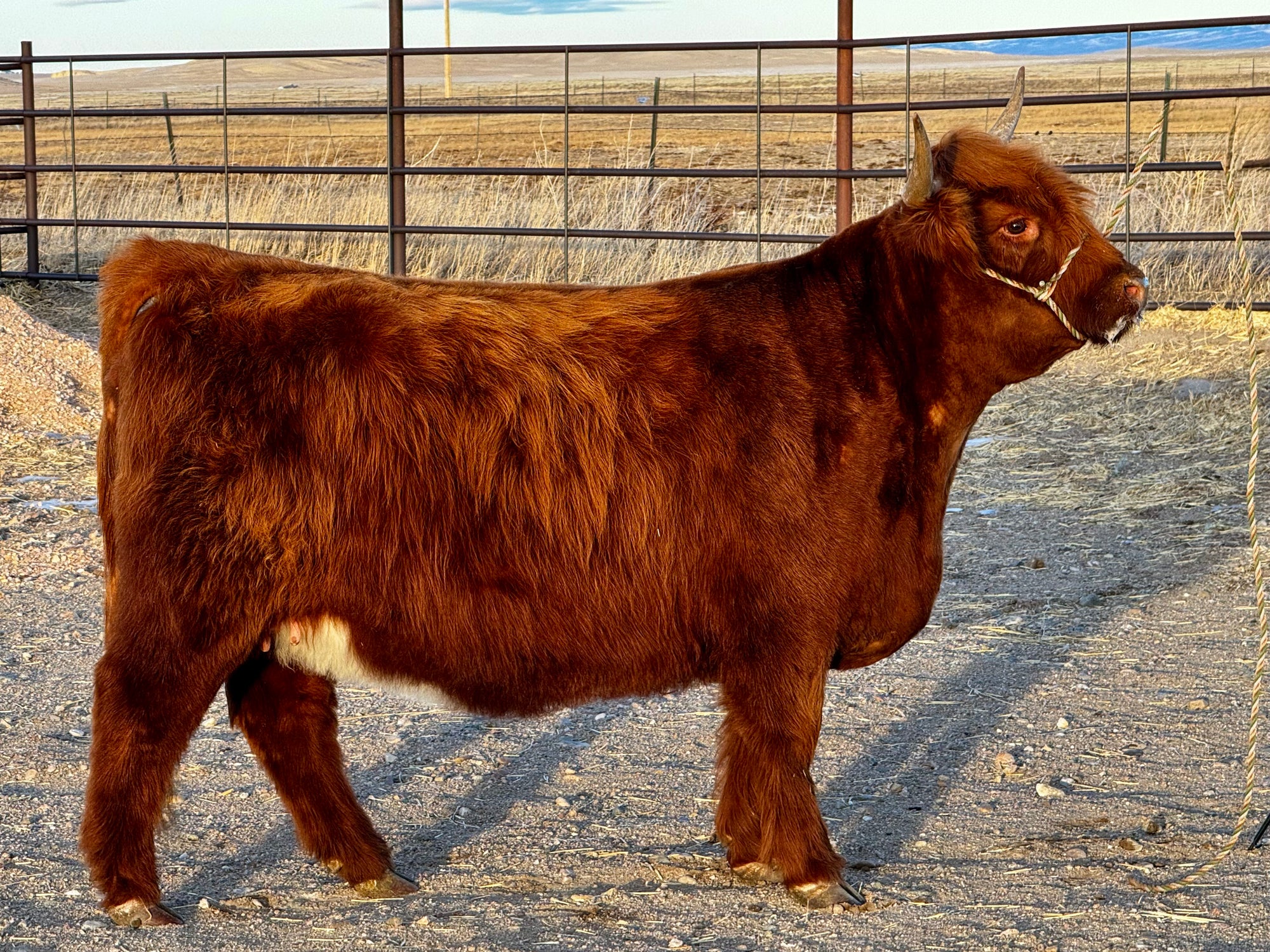 GHF Roullette x Trafalgar Maddox - Heifer Sexed