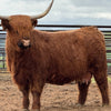 Honey Creek Roxanne x CBS Red Alert - Heifer Sexed