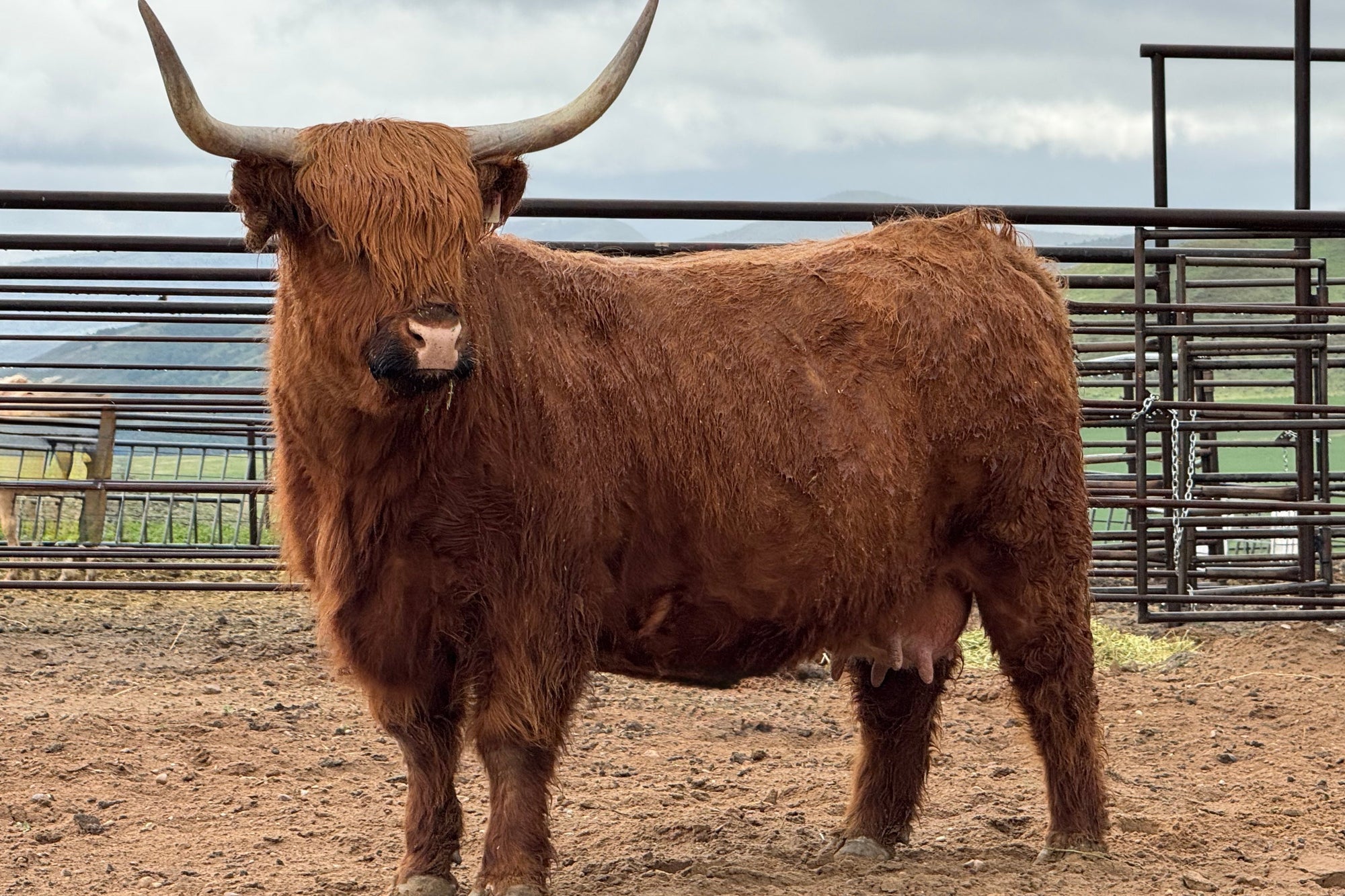 Honey Creek Roxanne x HVC Cowboy Cut - Heifer Sexed