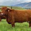 CBS Royal x Highland Spice Hickory - Heifer Sexed