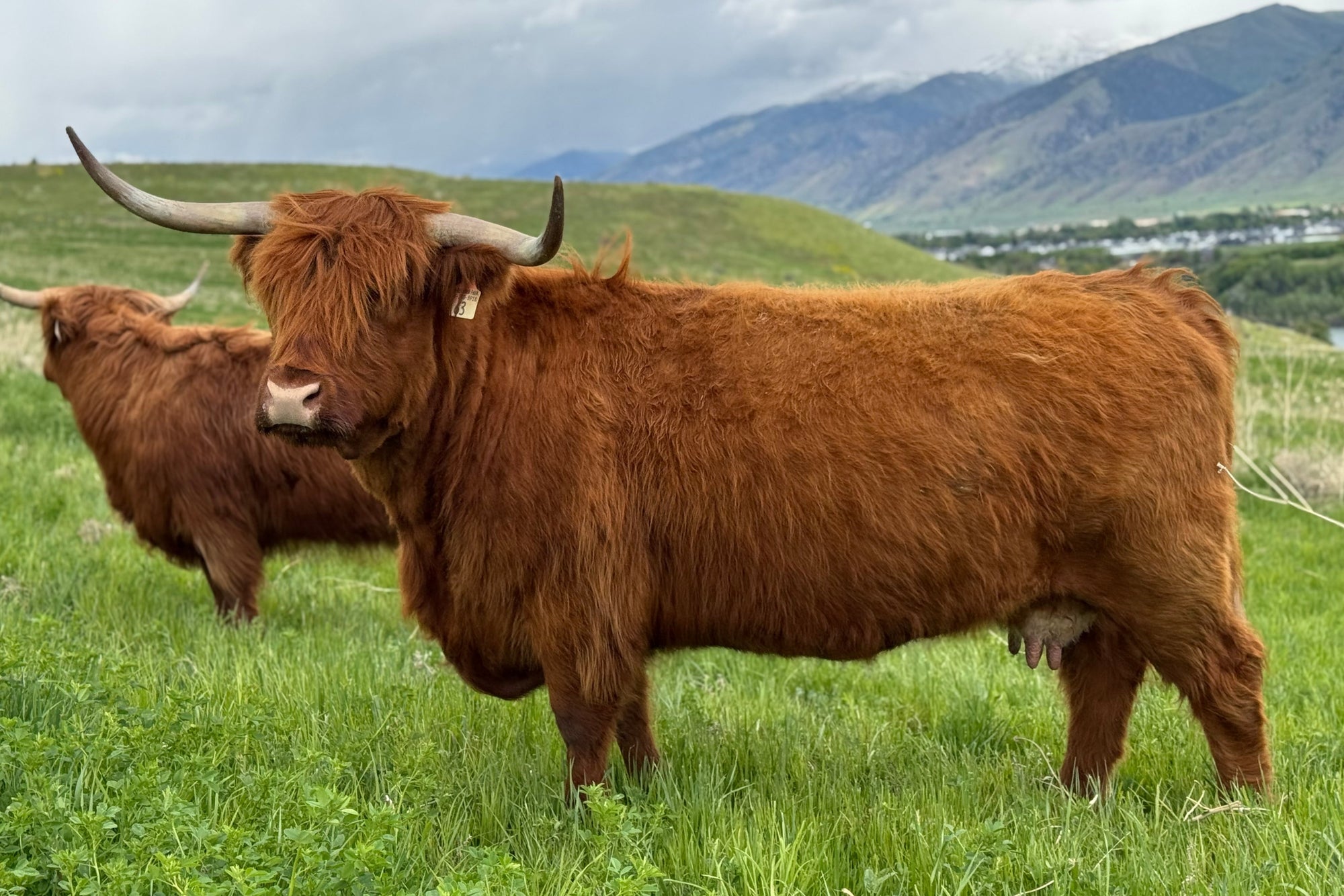 CBS Royal x SFF Ruthless Legend - Heifer Sexed