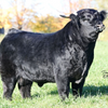 CBS Royal x Highland Spice Hickory - Heifer Sexed