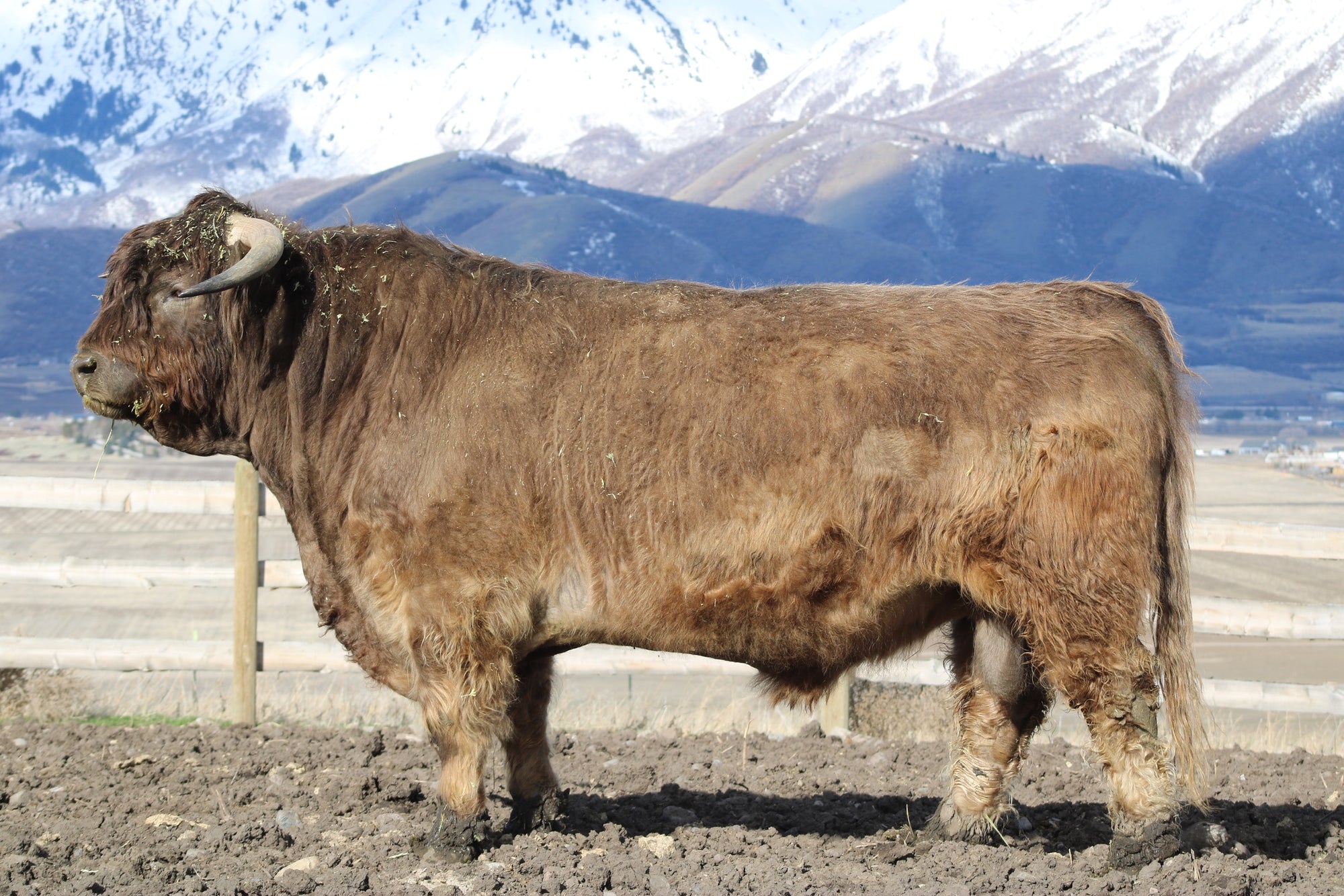 Rolling Oaks Tamatoa (Conventional)