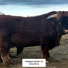 HVC Cowboy Cut - Limited Heifer Sexed and Conventional