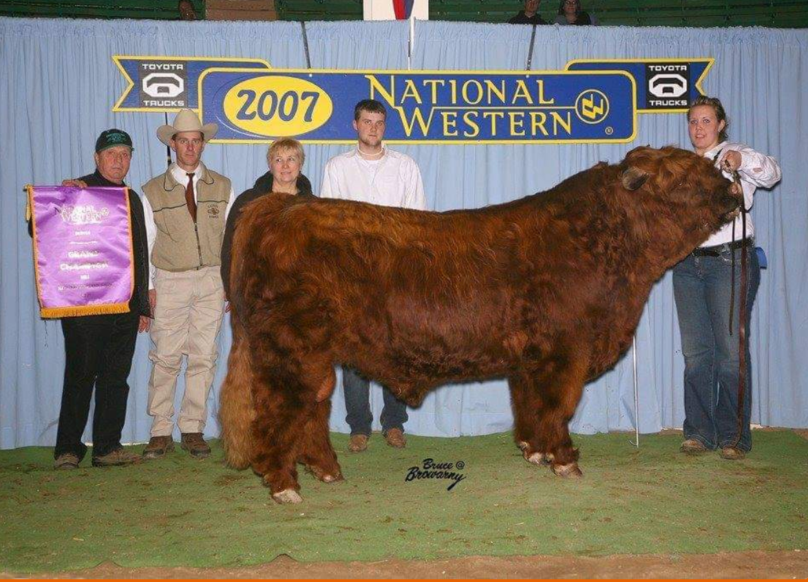 Trafalgar Nadia x Karabin Farm's Tuffy - Heifer Sexed