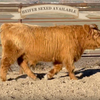 D2C2's Oona x Trafalgar Nobleman - Heifer Sexed